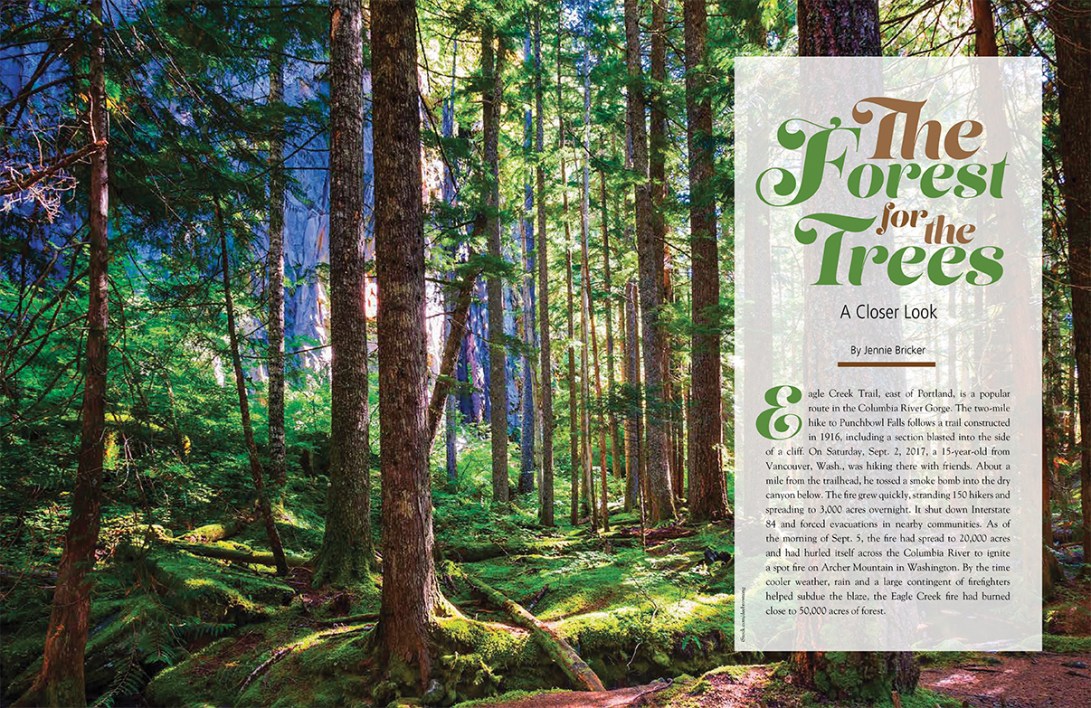 TheForestFortheTree_June2018-1